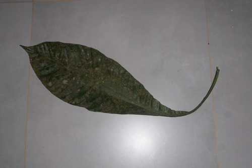 Grias peruviana, photograph 4