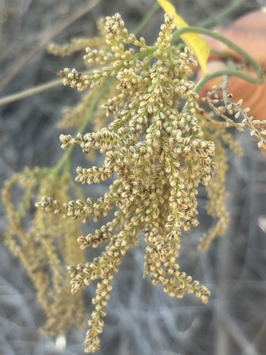 Image of Celosia floribunda by (c) Sula Vanderplank, some rights reserved (CC BY)