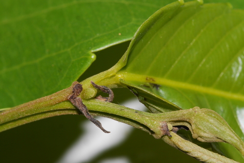 Image of Banara guianensis by no rights reserved
