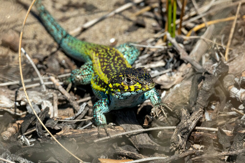 Many-spotted Tree Iguana, Liolaemus nigromaculatus