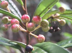 Ardisia lindleyana