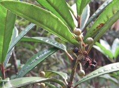 Ardisia lindleyana