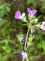 Collinsia violacea
