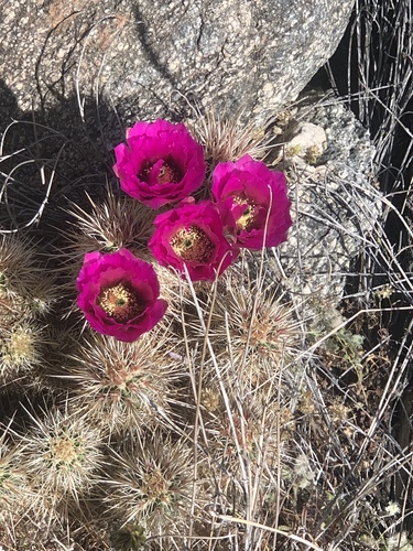 iNaturalist observation photo of Echinocereus engelmannii engelmannii