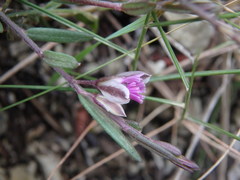 Polygala rupestris