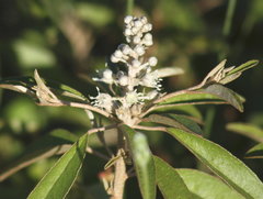 Croton argyranthemus