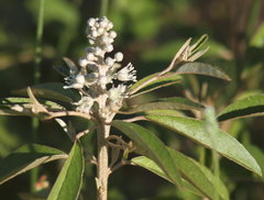 Croton argyranthemus