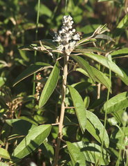 Croton argyranthemus