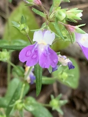 Collinsia violacea