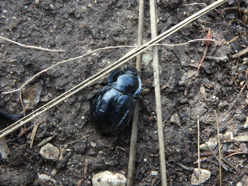 Representative image of Alphasida depressa