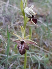 Ophrys mammosa