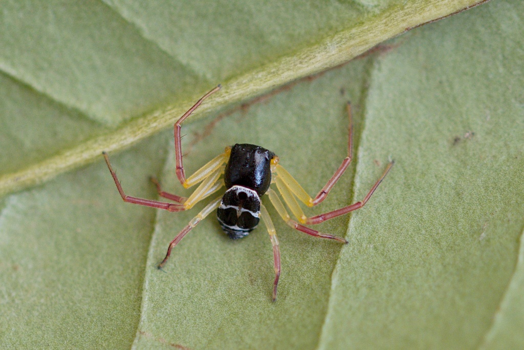 Platythomisus heraldicus