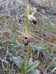 Ophrys mammosa