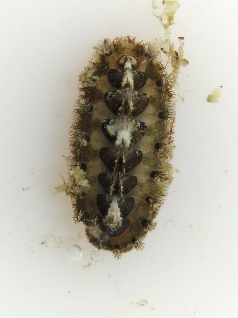 Acanthochitona oblonga