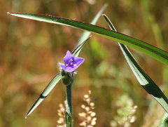 Tradescantia reverchonii