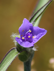 Tradescantia reverchonii