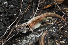 Leiocephalus lunatus lewisi