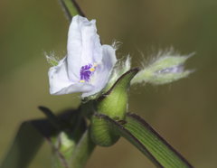 Tradescantia reverchonii