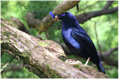 Satin Bowerbird