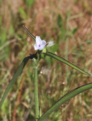 Tradescantia reverchonii