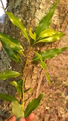 Litsea glaucescens