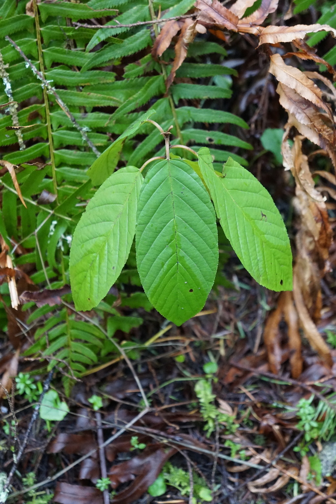 Cascara from Redmond, WA, USA on March 11, 2024 at 1248 PM by El