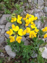 Lotus corniculatus corniculatus