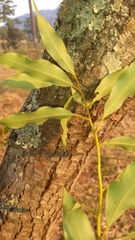 Litsea glaucescens
