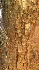 Litsea glaucescens