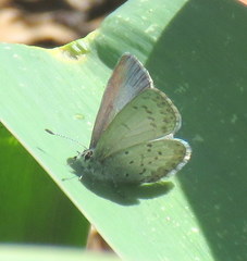 Celastrina echo