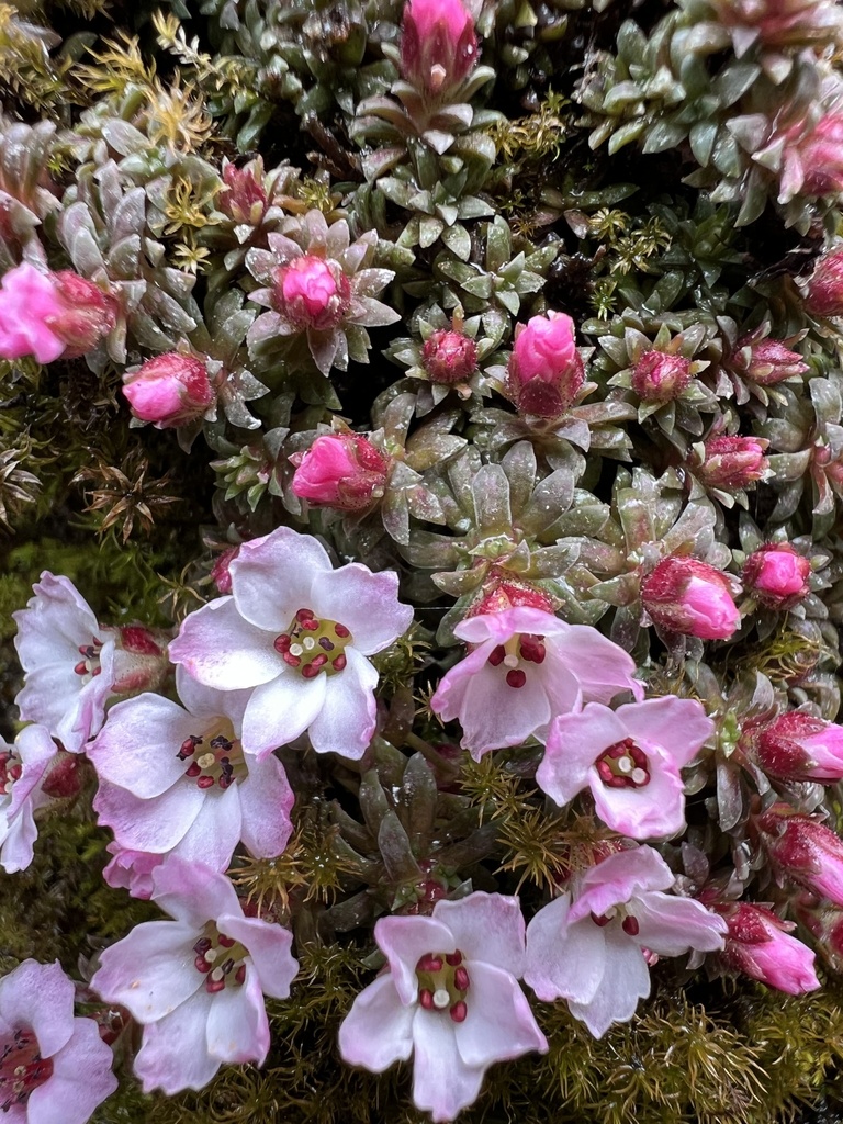 Saxifraga poluniniana; photograph Hannah Rogers, CC BY, iNaturalist via GBIF