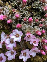 Saxifraga poluniniana