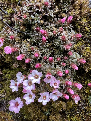 Saxifraga poluniniana, photograph 1
