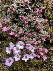 Hannah Rogers, CC BY, iNaturalist via GBIF Saxifraga poluniniana, photograph Hannah Rogers, CC BY, iNaturalist via GBIF