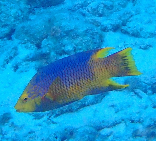 Spanish Hogfish