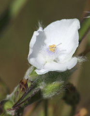 Tradescantia reverchonii