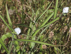 Tradescantia reverchonii