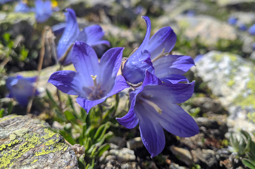 Campanula tridentata