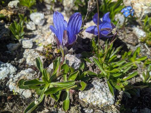Campanula tridentata