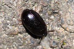 Platydema violacea