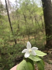 Anemonoides quinquefolia