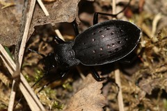 Carabus hortensis