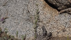 Cryptantha muricata jonesii