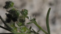 Cryptantha muricata jonesii