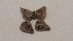 Cryptantha muricata jonesii