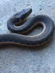 Thamnophis couchii