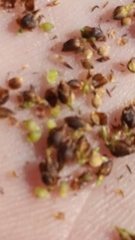 Rhynchospora microcarpa