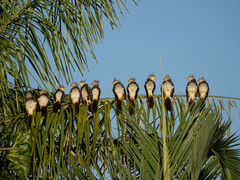 Guira Cuckoo photo 4
