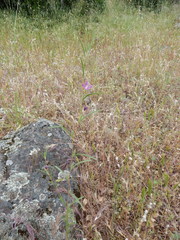 Clarkia gracilis gracilis