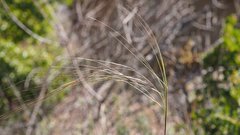 Nassella cernua